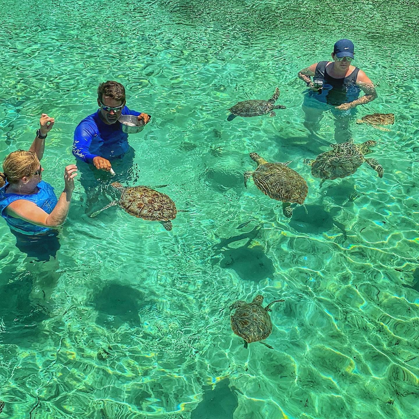swim with sea turtles