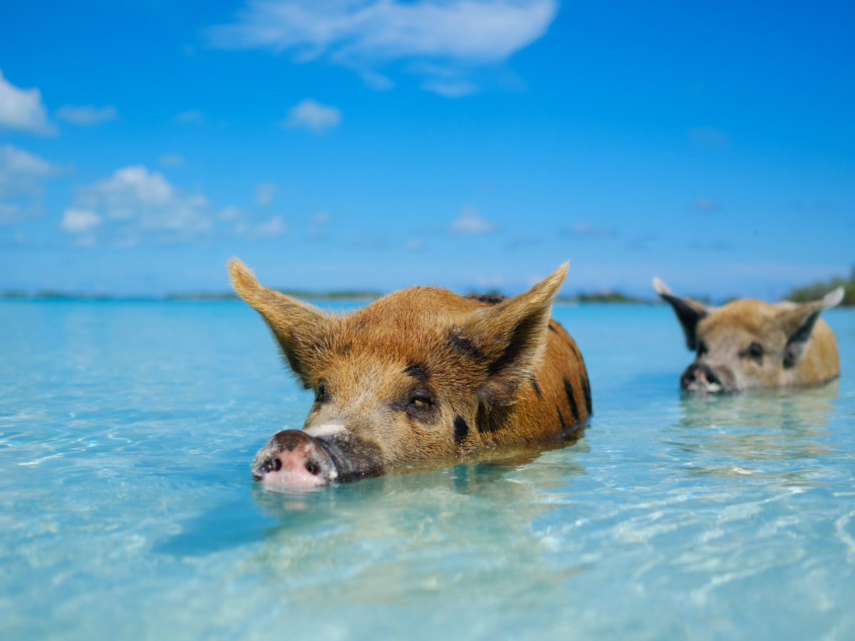 swim with pigs