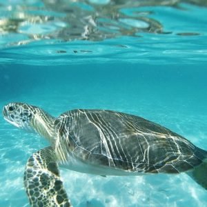 52293396_951261285078763_6438395958001664000_n