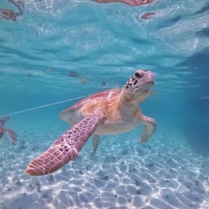 55704703_972233729648185_7669116130841067520_n