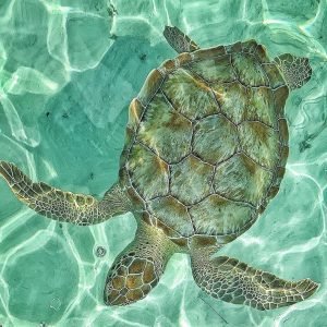 55853850_972783116259913_7342326637817495552_n