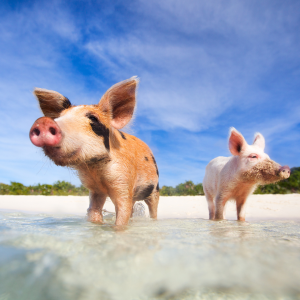 Executive Charters GBP November (1)