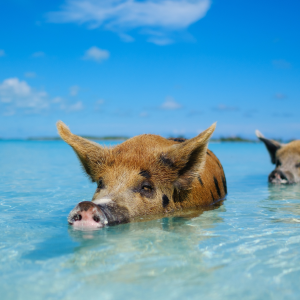 swim with pigs