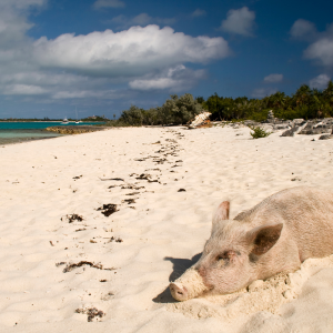 Executive Charters GBP November (4)