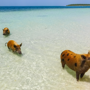 Executive Charters GBP November (5)