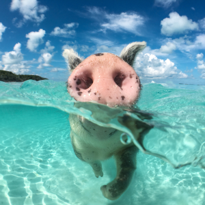 bahamas swimming pigs