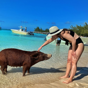swimming pigs